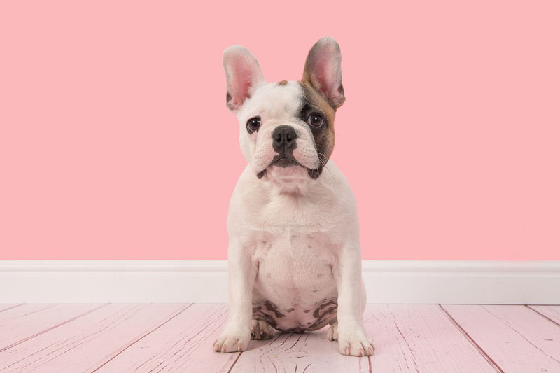 Französische Bulldogge Welpen: Kosten und Tipps