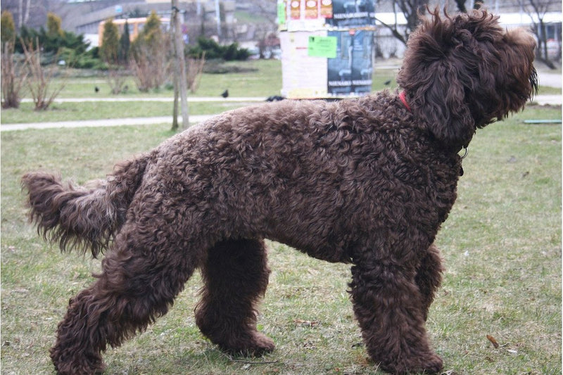 Französischer Wasserhund (Barbet): Größe und Wesen