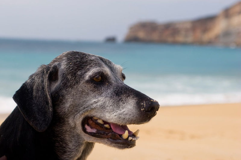 Gelenkerkrankungen bei Hunden: Ein Überblick