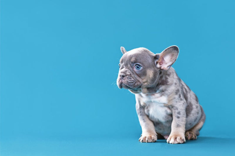 Genmutationen bei Hunden: Probleme und Auswirkungen