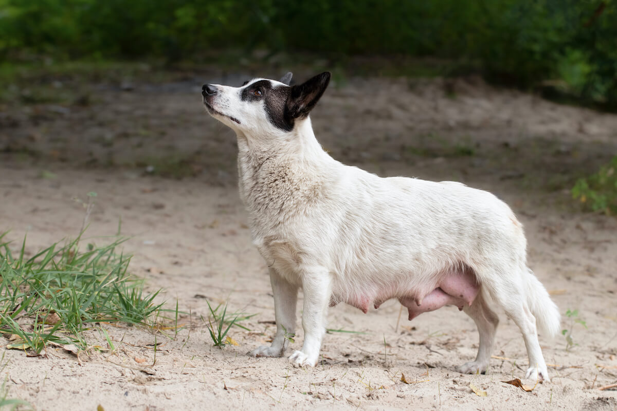 Geschwollene Zitzen bei Hunden: Ursachen und Behandlung