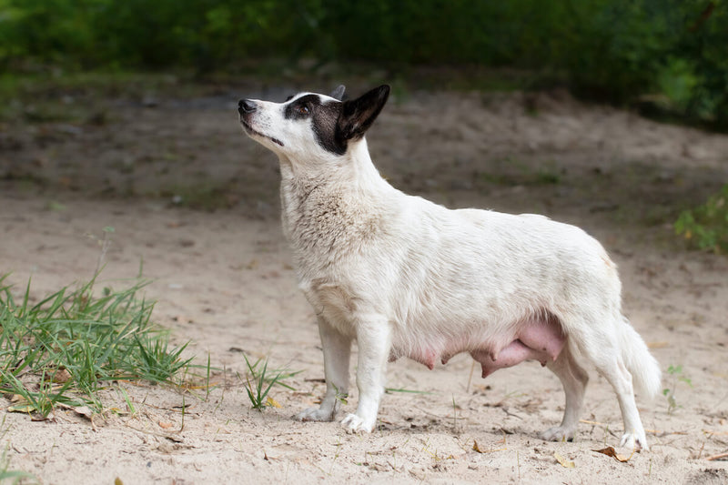 Geschwollene Zitzen bei Hunden: Ursachen und Behandlung