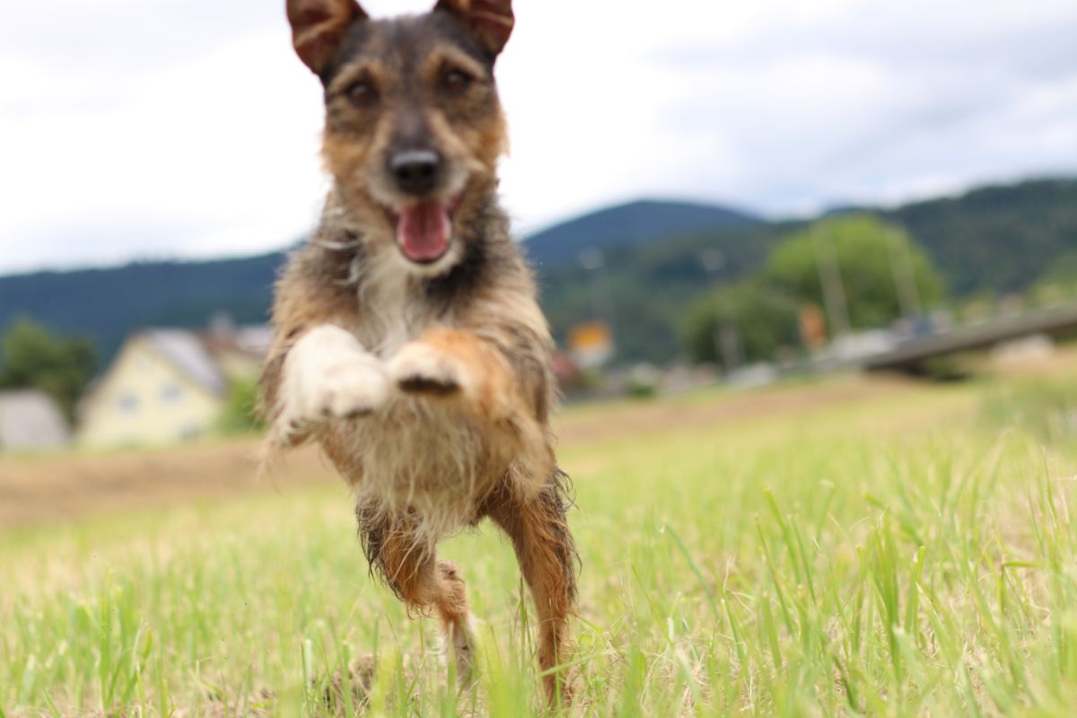 So hältst Du die Gelenke Deines Hundes gesund