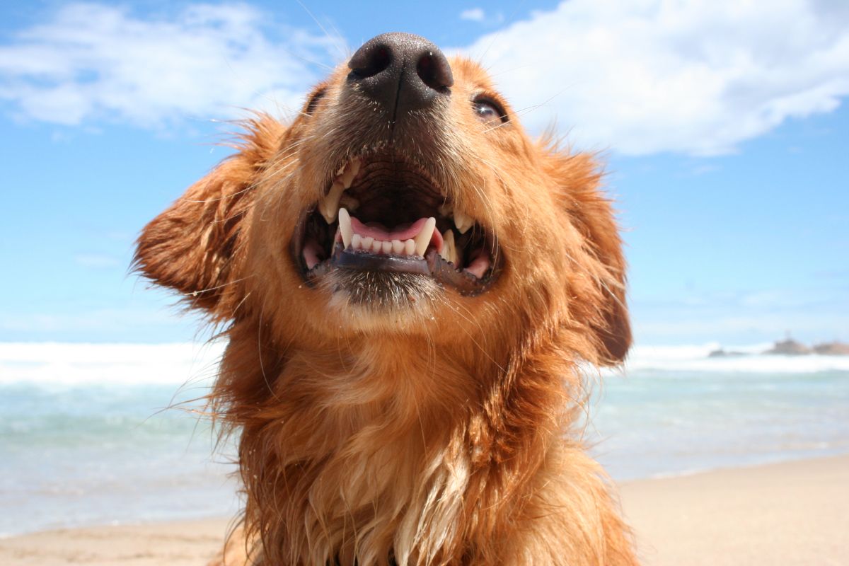 Gesunde Hunderassen: 10 langlebige Vierbeiner