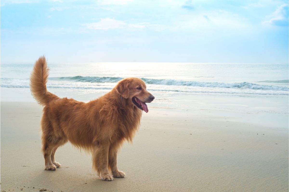 Der Golden Retriever: Ein treuer Freund mit goldenem Herzen