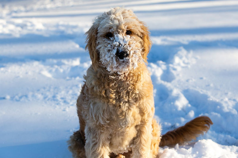 Der Goldendoodle: Eine liebenswerte Mischlingsrasse
