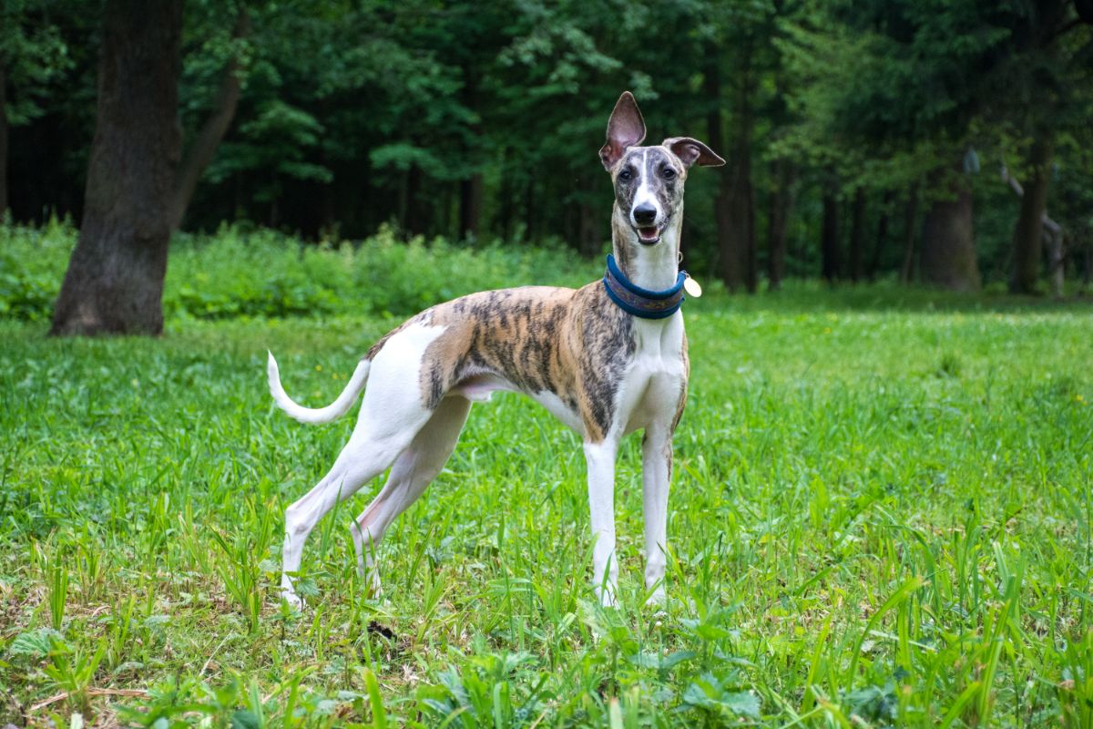 Der Greyhound: Eleganz und Sanftmut in einem