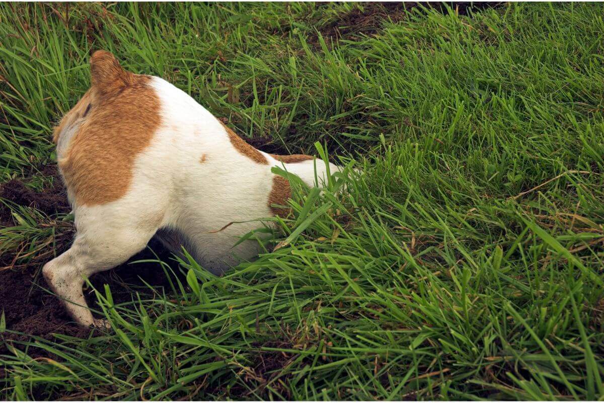 Hämorrhoiden bei Hunden: Gesundheitstipps für Hundehalter