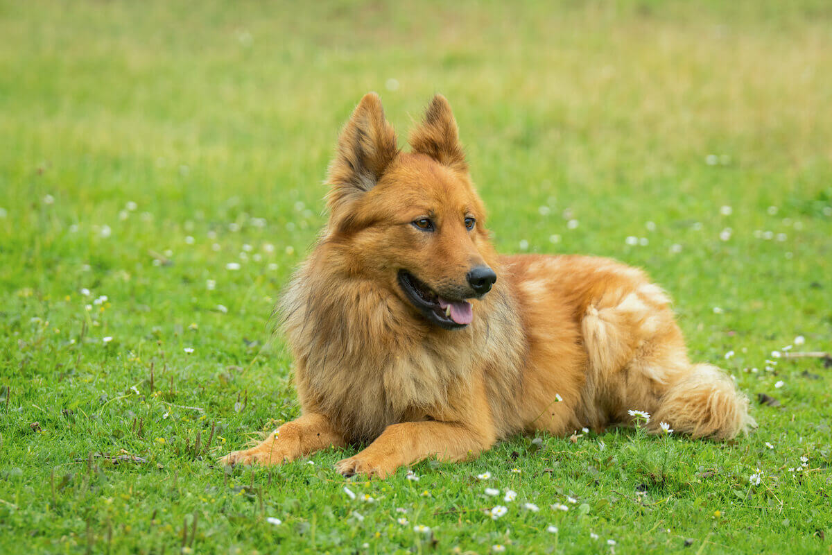 Der Harzer Fuchs: Ein sanfter und wachsamer Hüter des Herzens