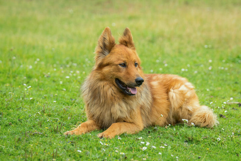 Der Harzer Fuchs: Ein sanfter und wachsamer Hüter des Herzens