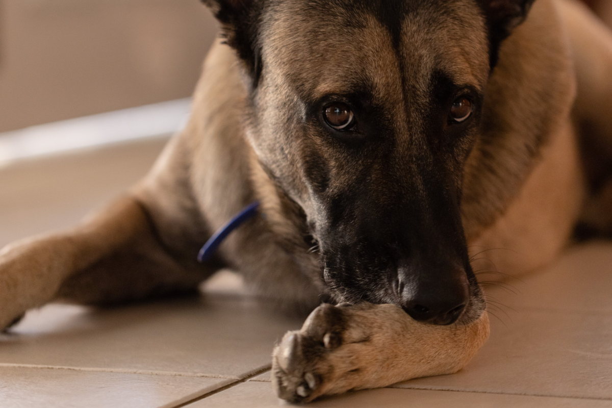 Effektive Hausmittel gegen das Lecken der Hundepfoten