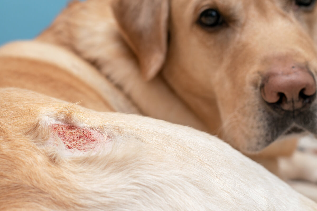 Hautkrankheiten beim Hund mit der Bildung von Krusten