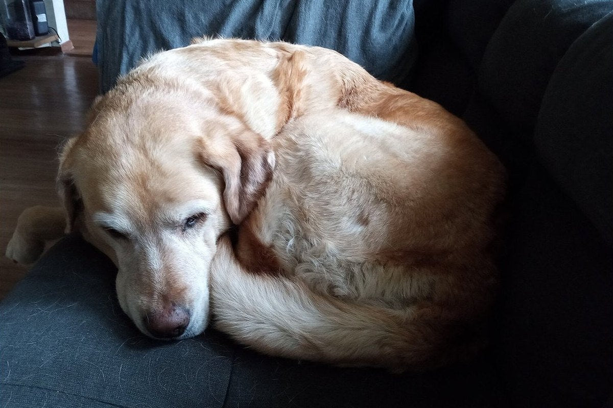 Helicobacter beim Hund: warum die Kotprobe nicht reicht