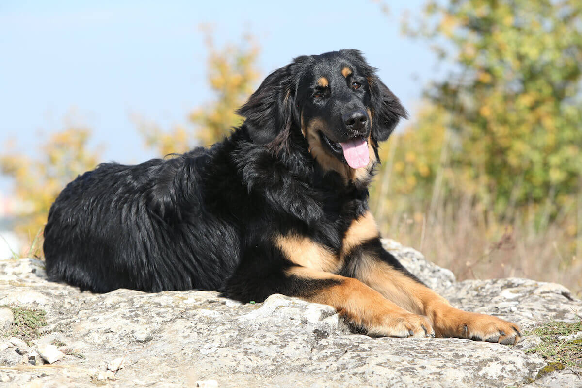 Der Hovawart: Ein treuer Freund mit starkem Schutzinstinkt