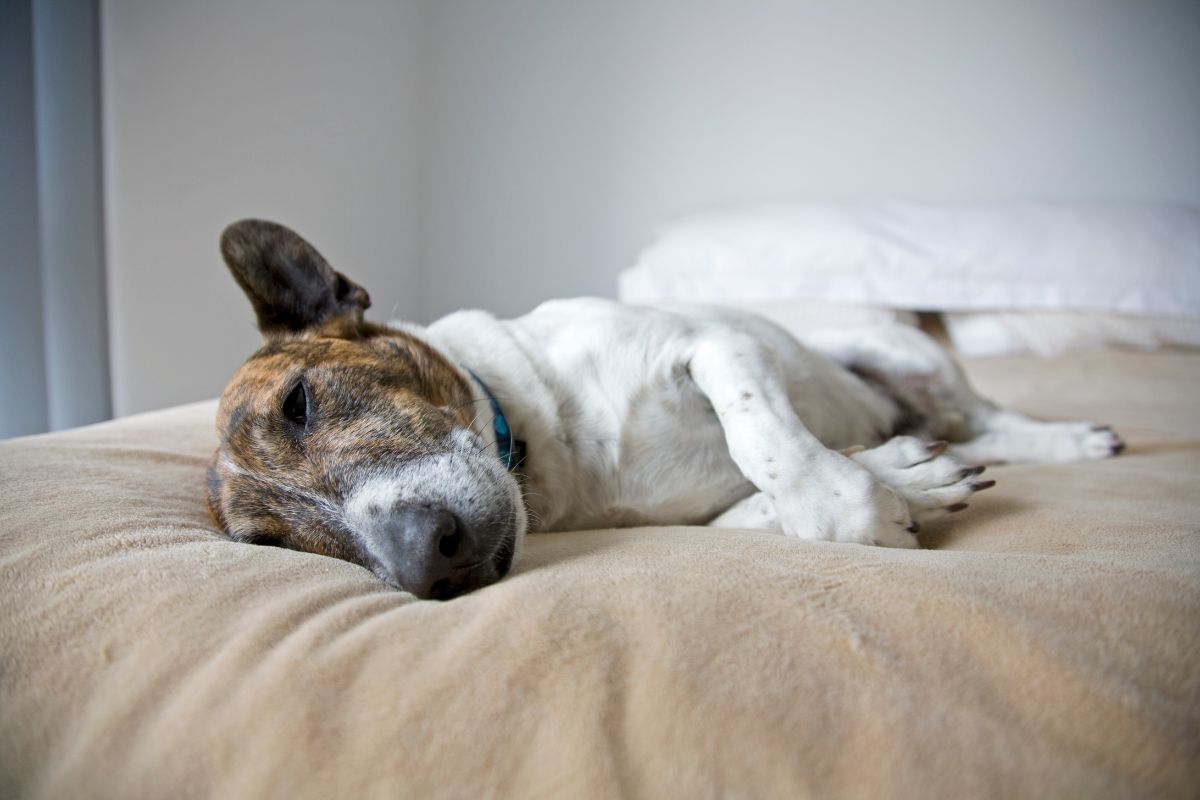 Ist Sucrabest sicher und wirksam für Hunde? - Ein umfassender Leitfaden