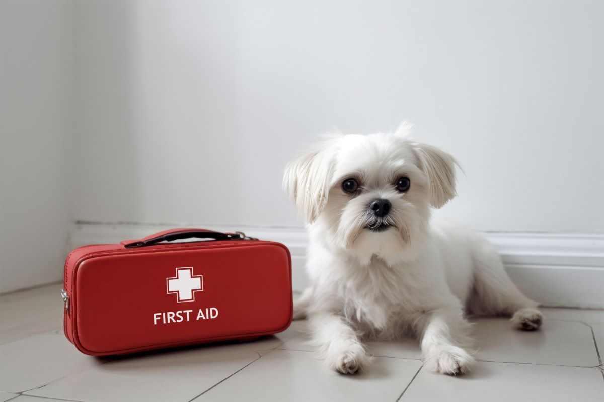 Dein Hund zittert vor Bauchschmerzen? So kannst Du helfen!