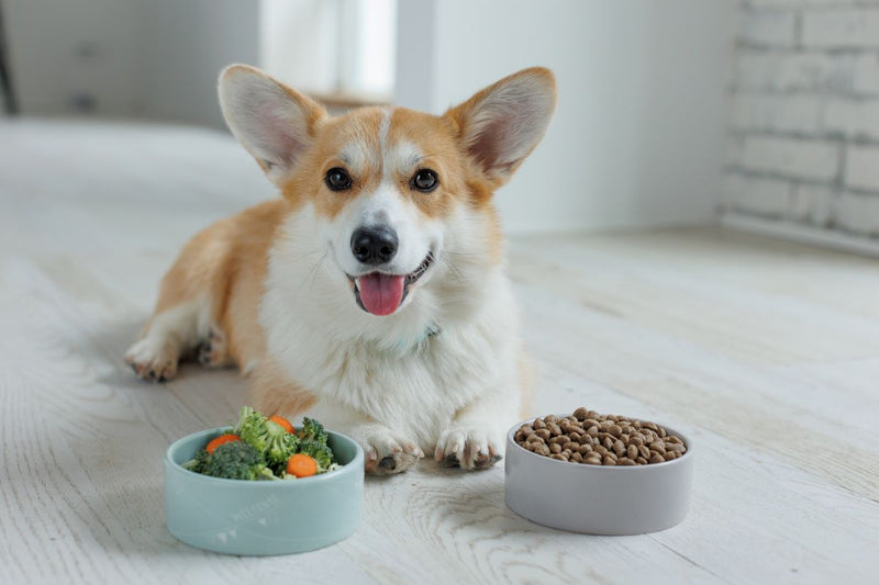 Was dürfen Hunde nicht essen – und was schon?