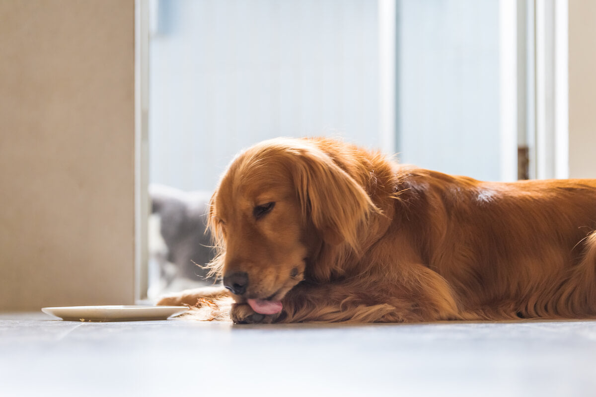 Hund kratzt sich am Ohr und leckt sich die Pfoten