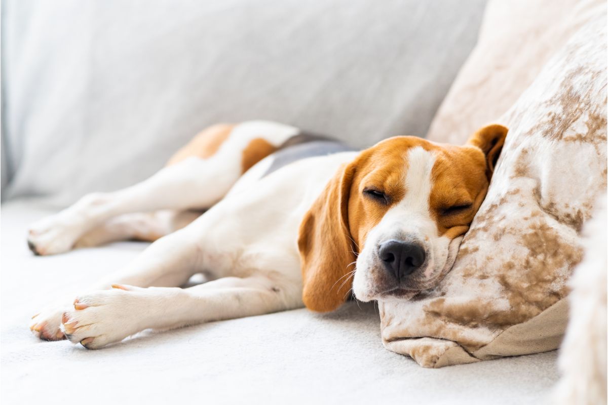 Ist Sab Simplex sicher für Hunde? Verwendung und Dosierung