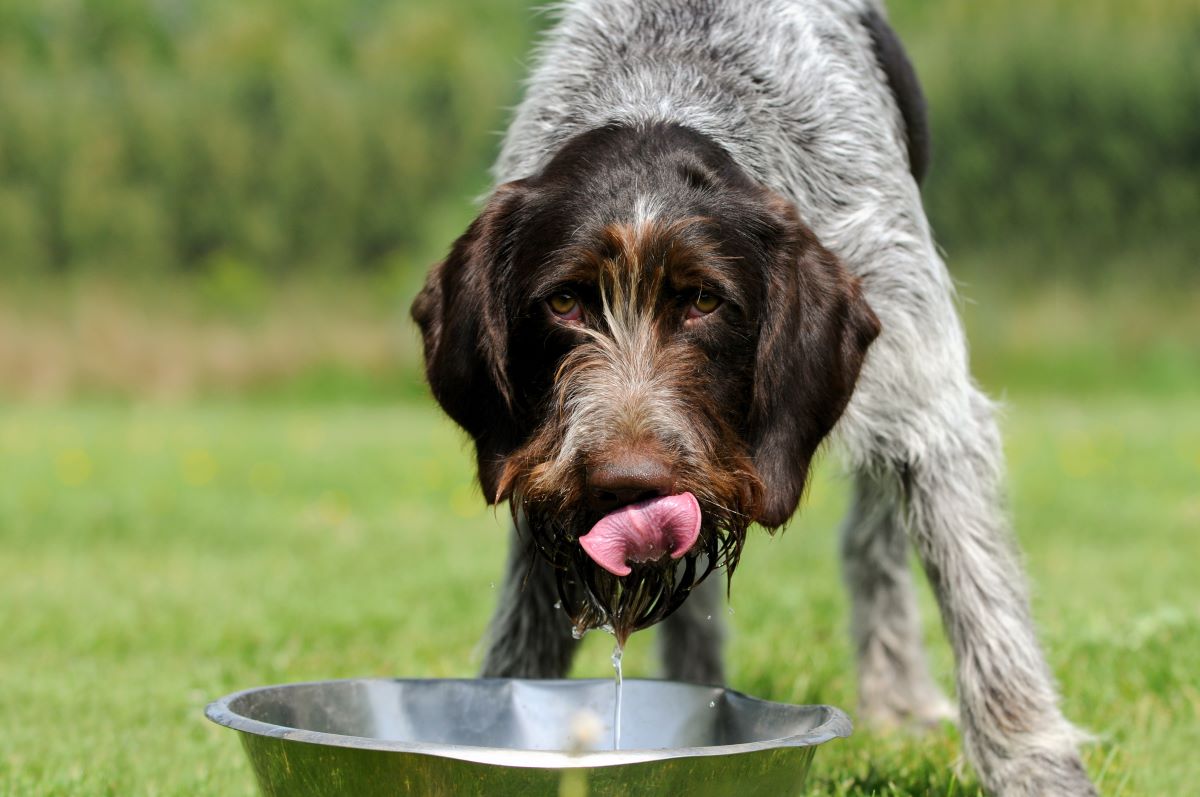 Der Hund trinkt zu wenig: Was Du wissen solltest