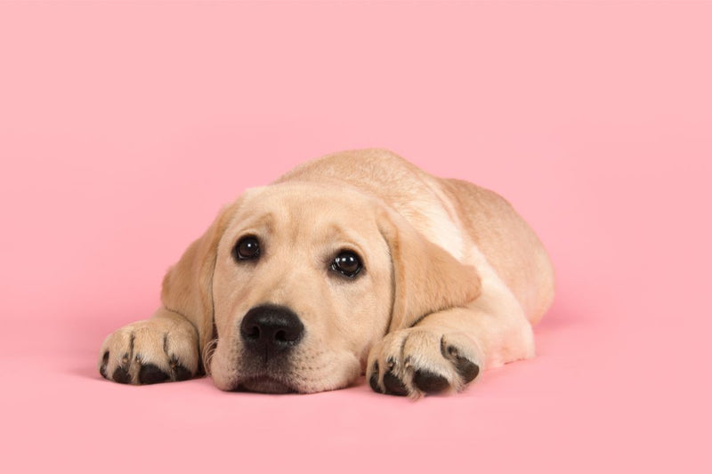 Dein Hund will sich nicht hinlegen: Mögliche Ursachen und Tipps