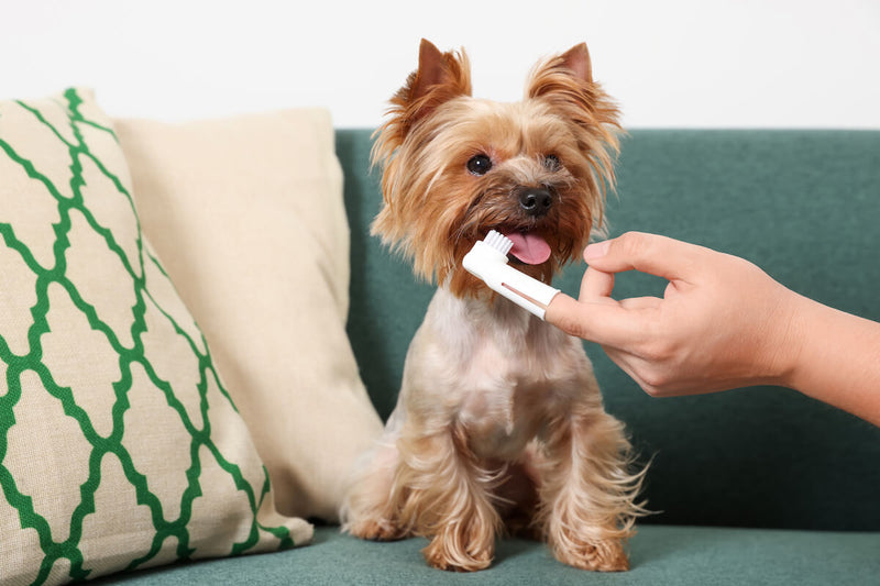 Muss ein Hund Zähne putzen?