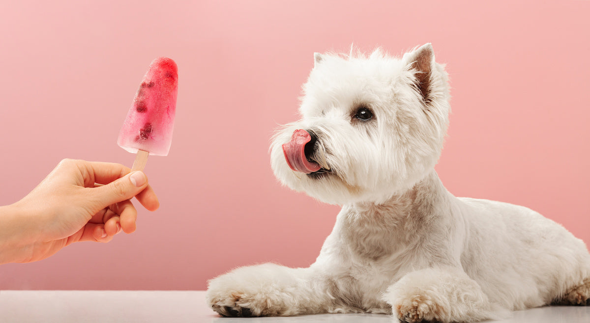 Hunde Eis selber machen: So geht's