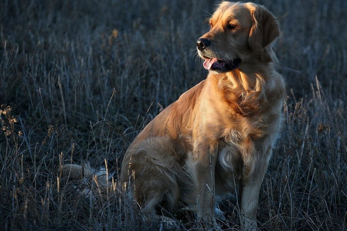 Hundeurin neutralisieren: was gegen Geruch und Flecken hilft