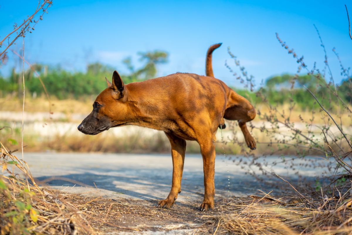 Warum riecht Hundeurin?