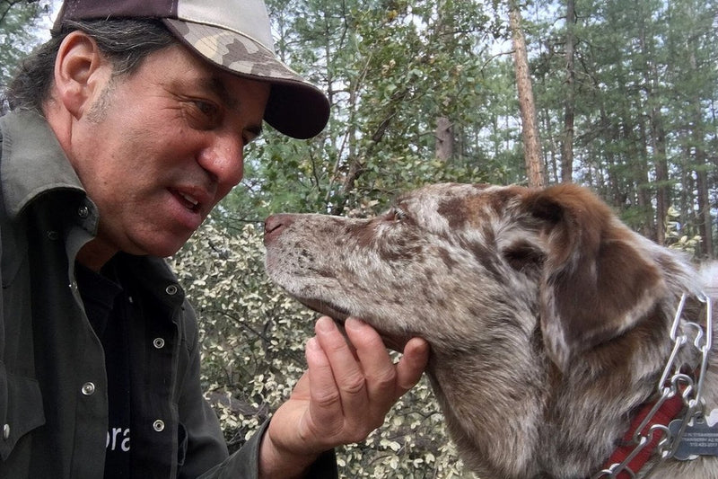 Aggression beim Hund gegenüber Menschen verstehen