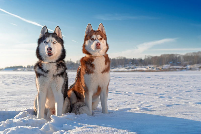 Siberian Husky: Zwischen Ausdauer und Ausdruck