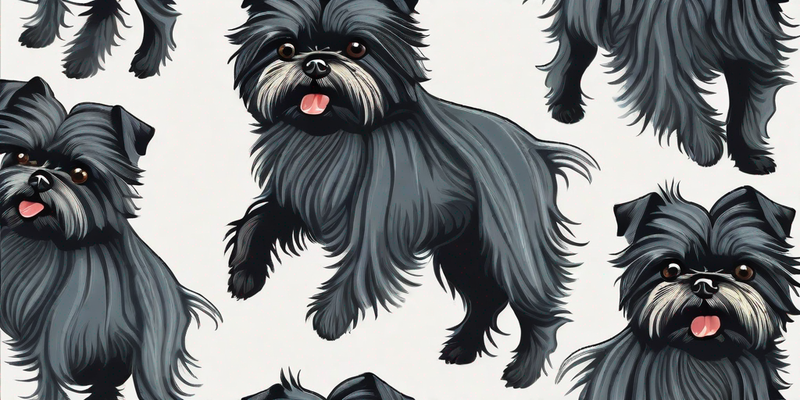 Entdecken Sie den Affenpinscher: Ein kleiner Hund mit einer großen Persönlichkeit - Alles was Sie wissen müssen