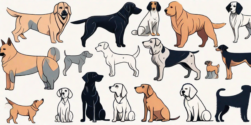 Top 6 Hypoallergene Hunderassen, die sehr wenig Wasser lassen (mit Bildern)