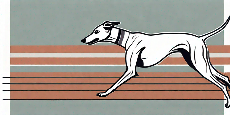 Alles, was Sie über Windhunde wissen müssen - ein umfassendes Rasseprofil