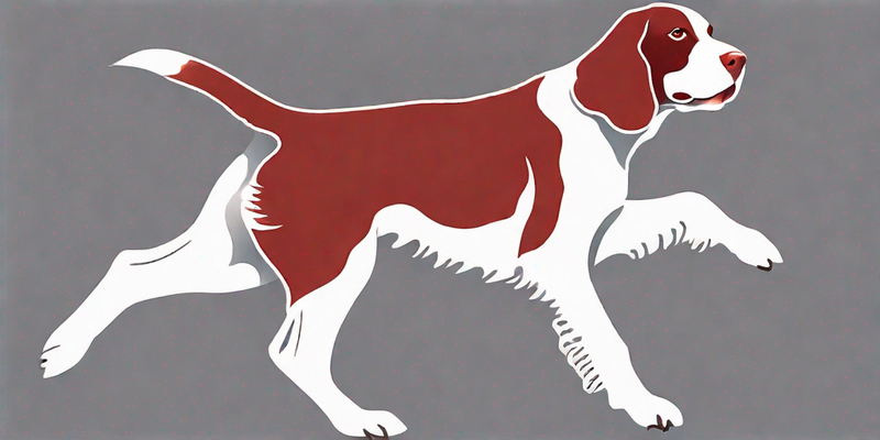 Welsh Springer Spaniel: Ein informatives Rasseprofil