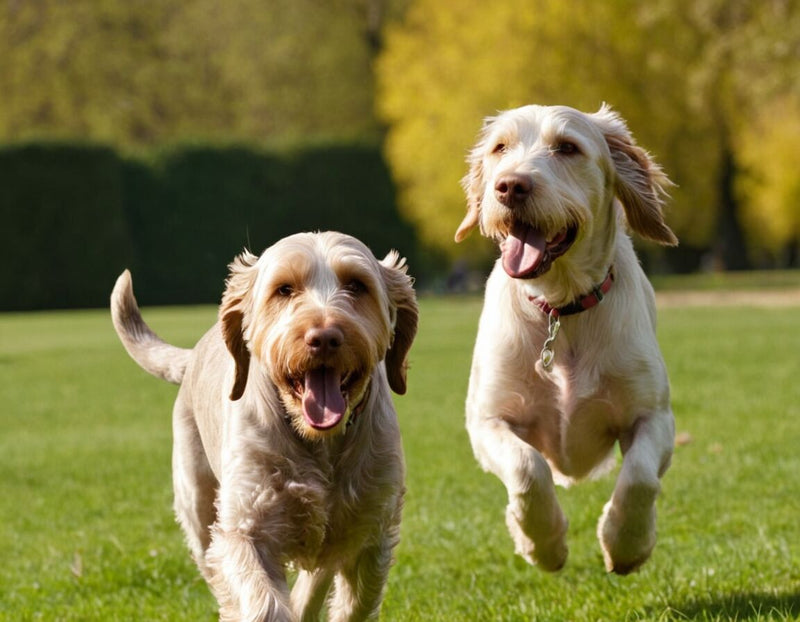 Spinone Italiano Kaufpreis: Kosten und was beim Kauf zu beachten ist