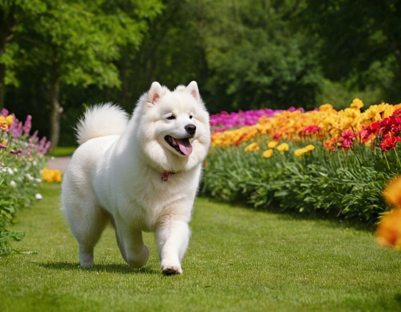 Samojede Temperament: Freundlich, aktiv und treu – alles über das Wesen dieser schönen Rasse