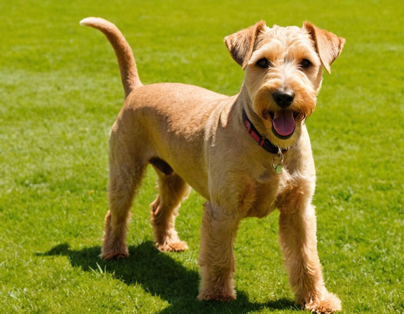 Lakeland Terrier Temperament: Charakter und Verhalten dieser lebhaften Rasse