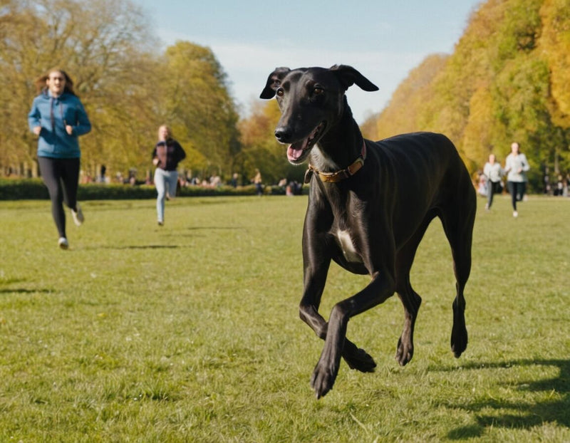 Greyhound Schwarz: Charakter und Pflege dieser eleganten Rennhunderasse