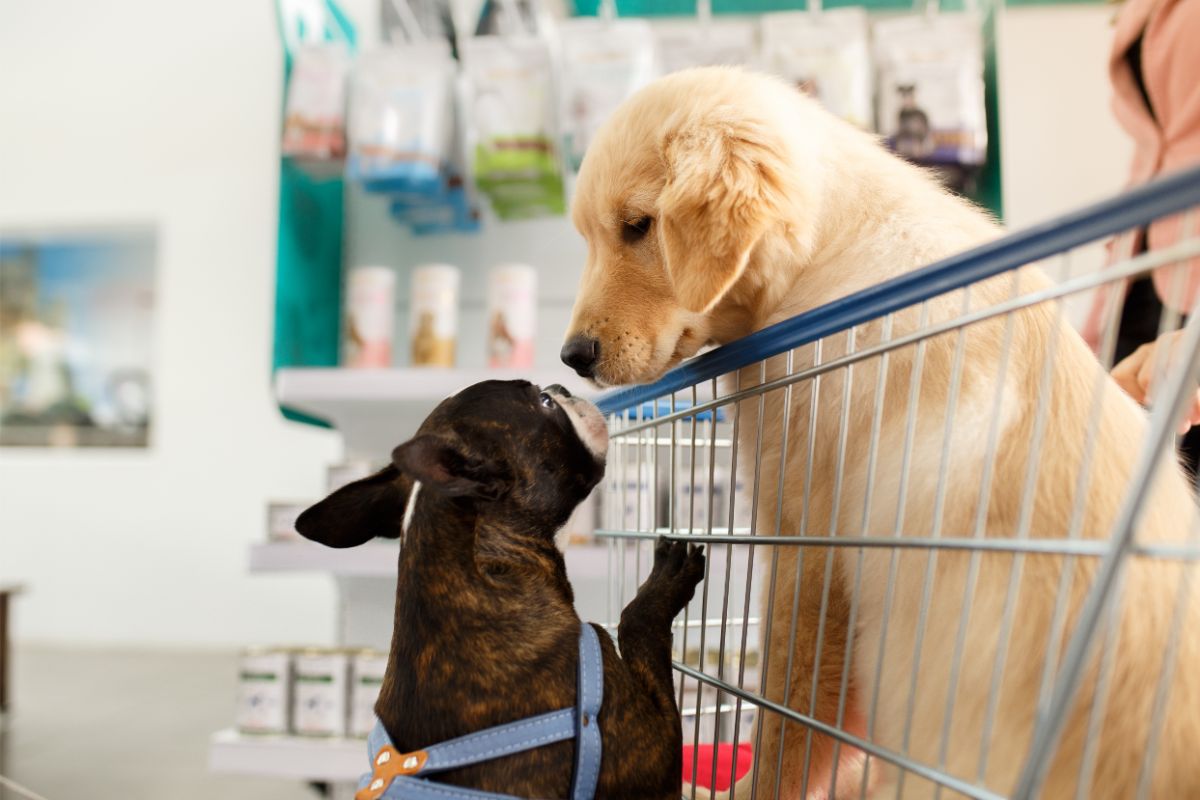 In welche Geschäfte dürfen Hunde?