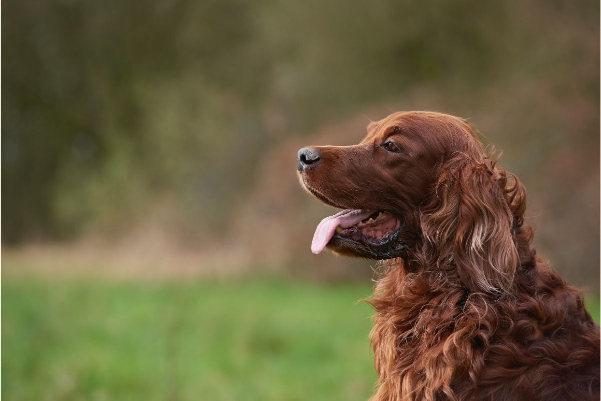 Irish Setter: Die perfekte Mischung aus Schönheit und Charme