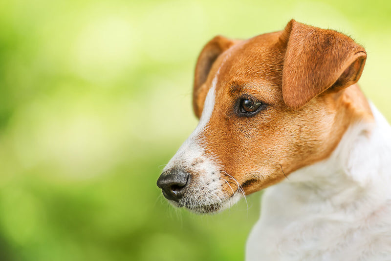 Der Jack Russell Terrier: Ein liebevolles Energiebündel