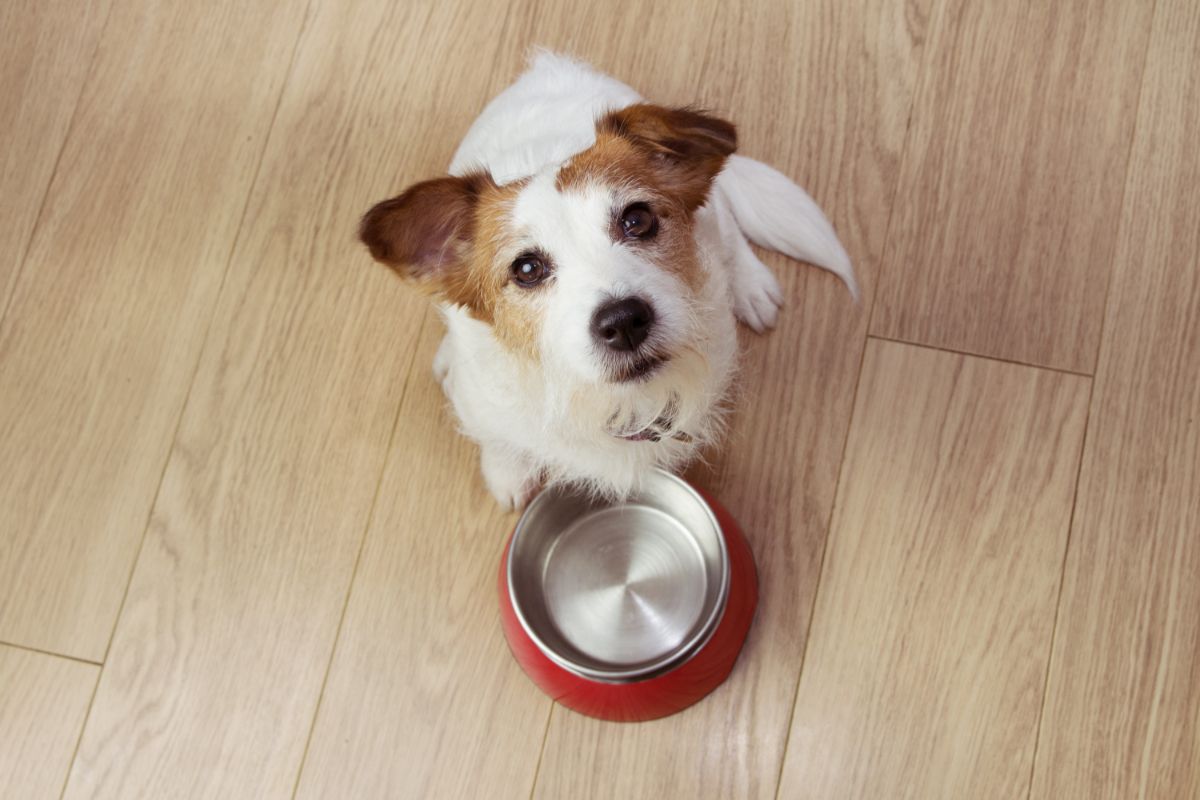 Josera Hundefutter: Wie gut ist das Futter wirklich?