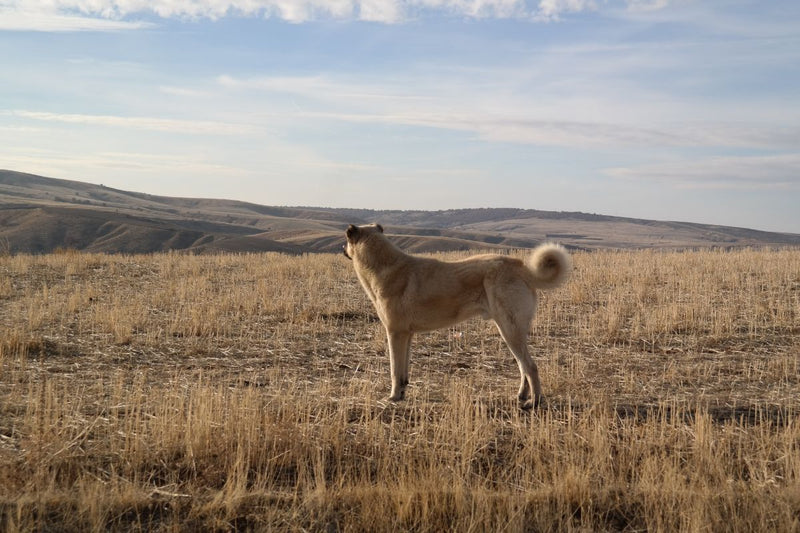 Der Kangal: Ein aufmerksamer Riese mit großem Herz