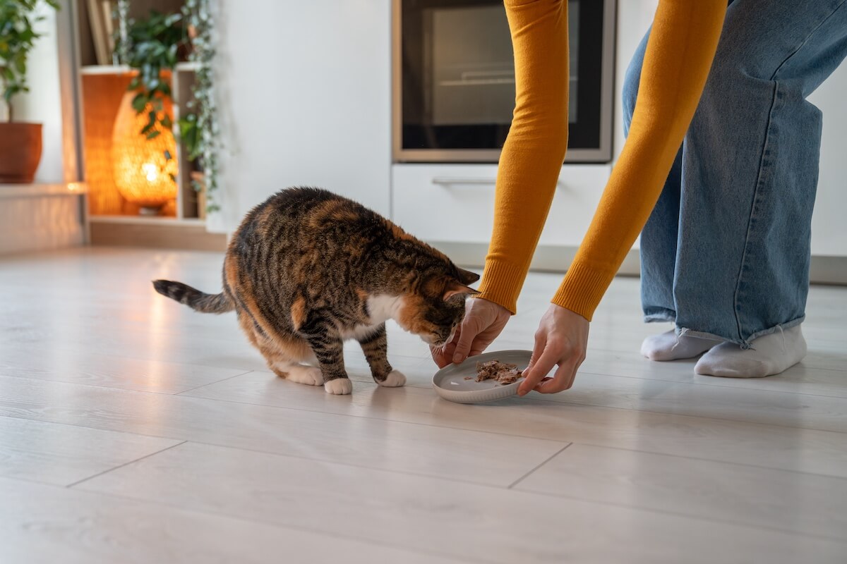 Katzen glücklich und gesund ernähren: Tipps für verantwortungsvolle Katzenbesitzer