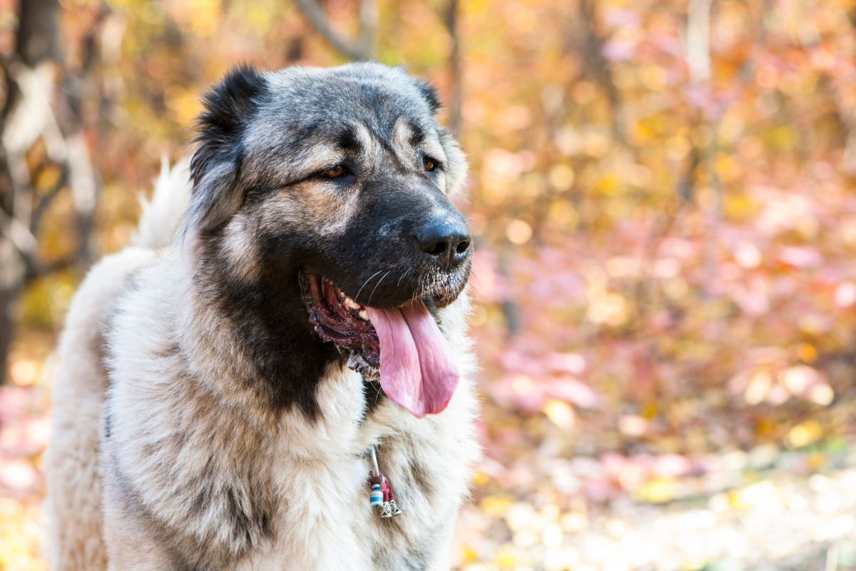 Kaukasischer Owtscharka: Der Unabhängige Beschützer mit Herz