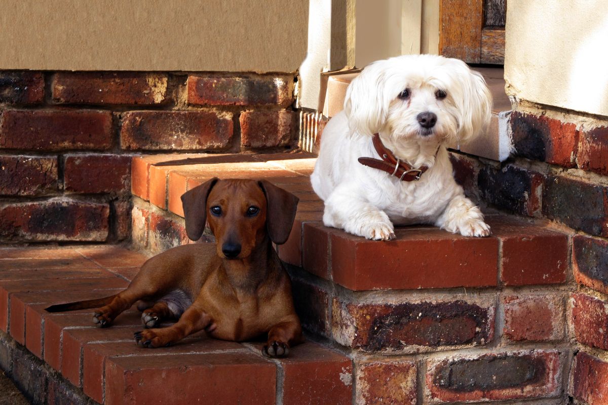 Kleine Hunderassen: Kleine Helden auf vier Pfoten