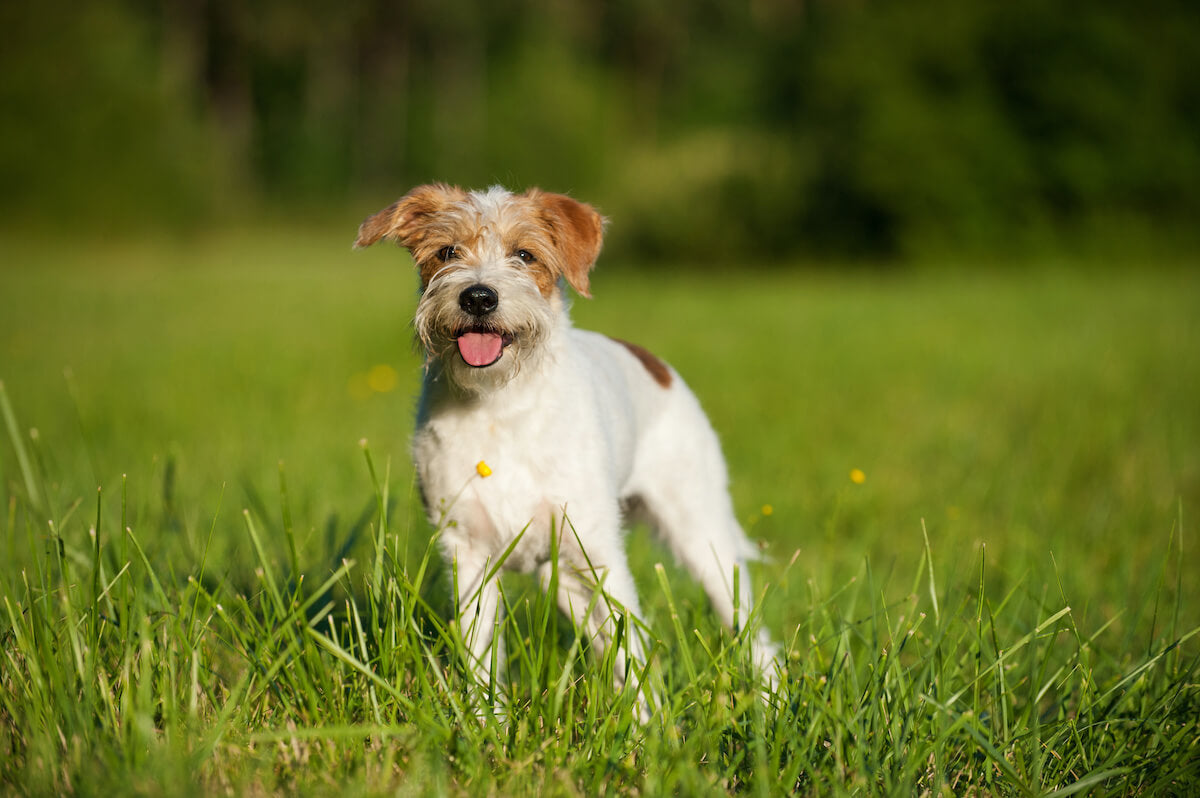 Der Kromfohrländer: Ein zuverlässiger und fröhlicher Familienhund