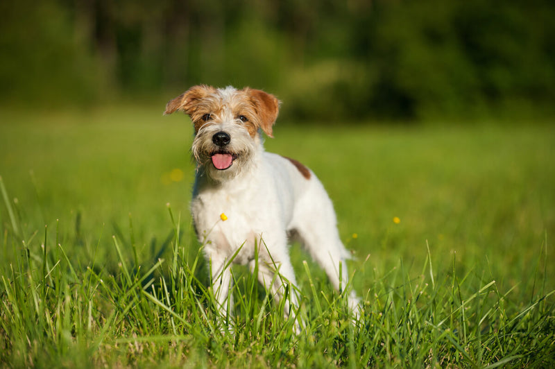 Der Kromfohrländer: Ein zuverlässiger und fröhlicher Familienhund