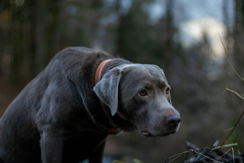 Labmaraner: Ein Mix aus Anhänglichkeit und Abenteuerlust